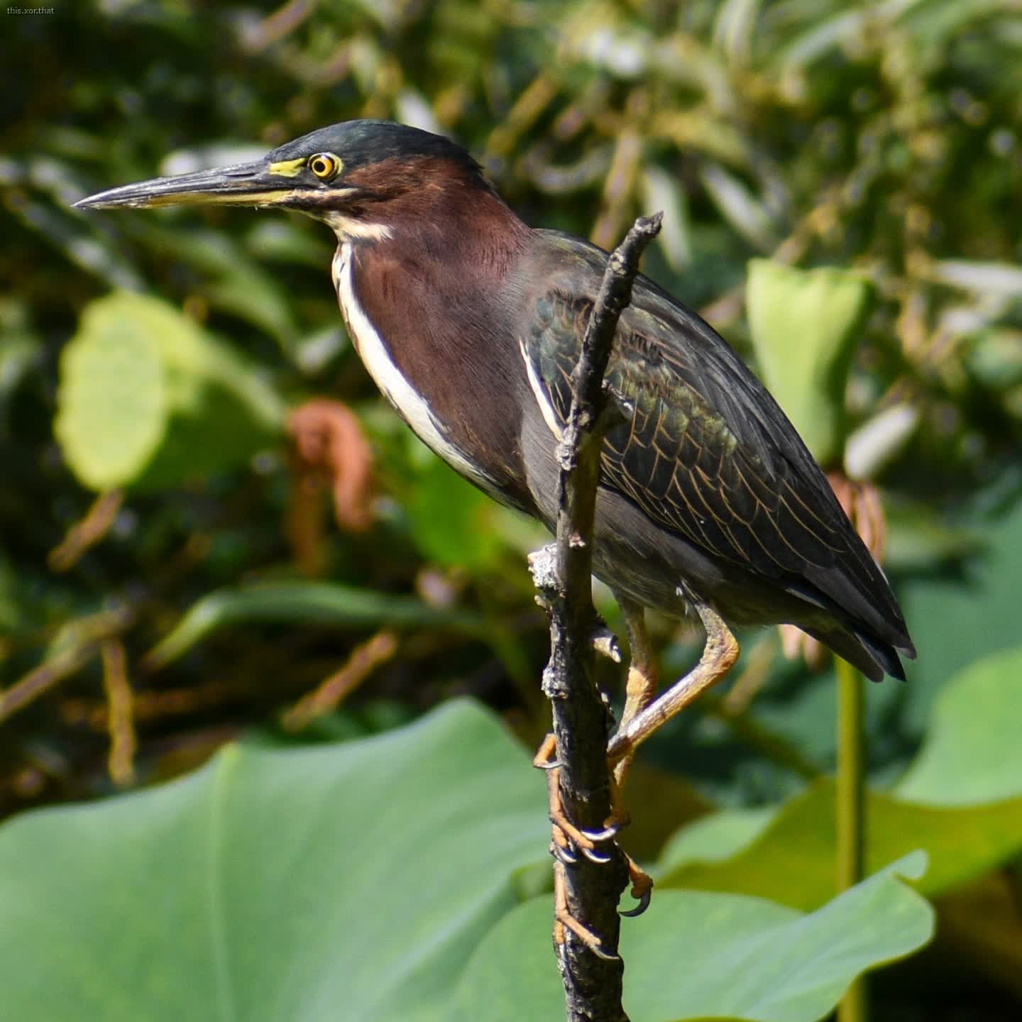 green heron perched