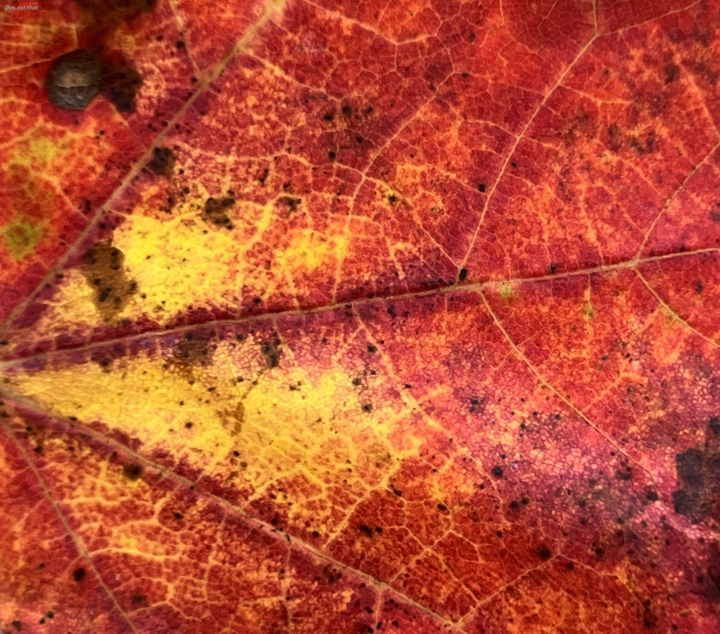 a leaf I saw