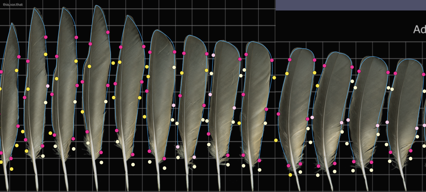 aligning the rachis (stem) of the feather