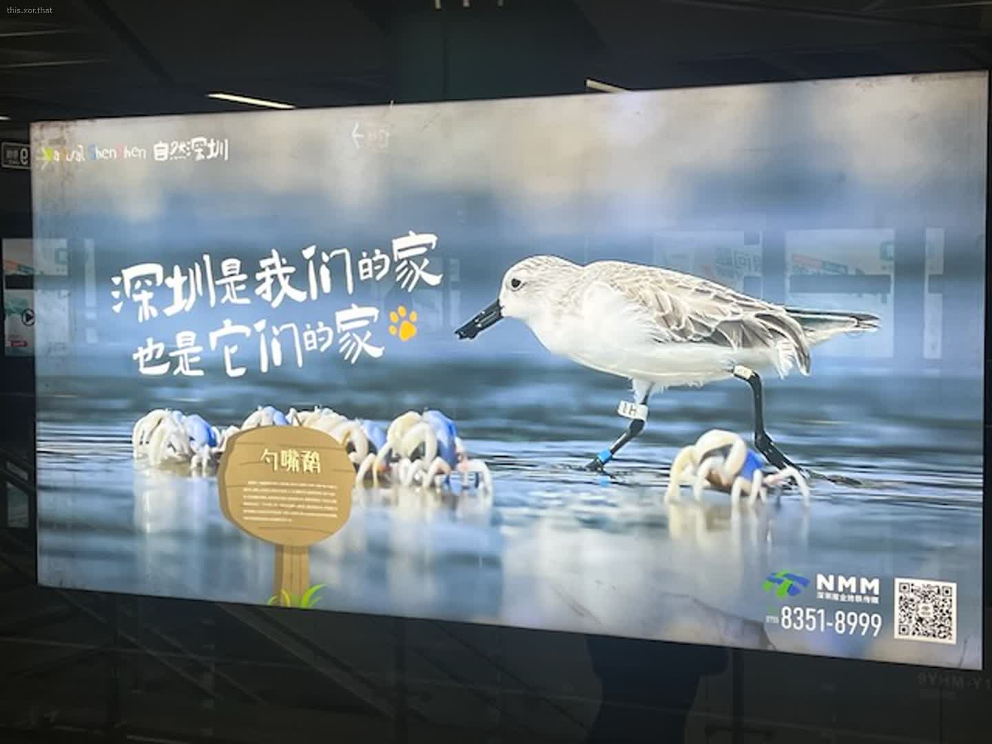 Bird advert